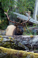 RSEK00161-Roosevelt-Elk
