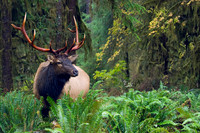 Roosevelt Bull Elk - RSEK00562