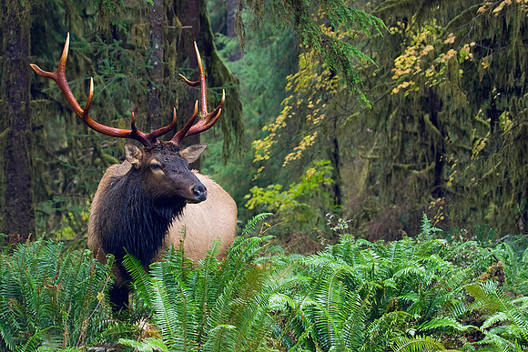 Roosevelt Bull Elk - RSEK00562