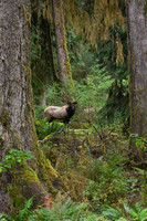 Roosevelt Elk