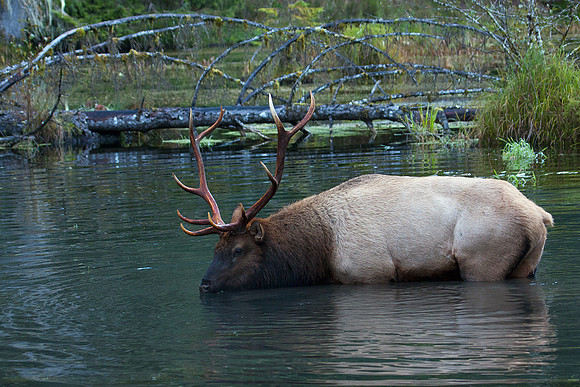 Roosevelt Bull Elk - RSEK01518
