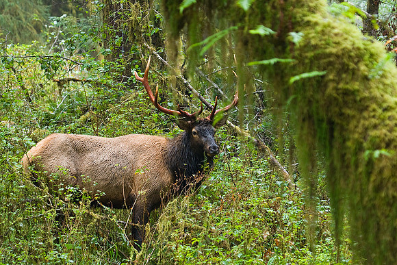 Roosevelt Elk