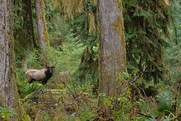 Roosevelt Elk