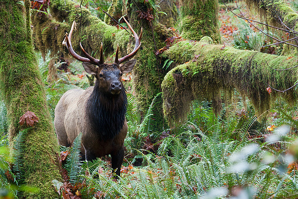 RSEK01797-Roosevelt-Elk