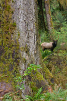 RSEK00730-Roosevelt-Elk