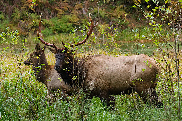 RSEK00468-Roosevelt-Elk