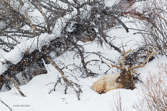 EKWR01636 - Rocky Mountain Elk