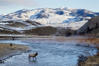 EKWR00816 Rocky Mountain Elk