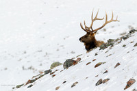 EKWR01278 Rocky Mountain Elk