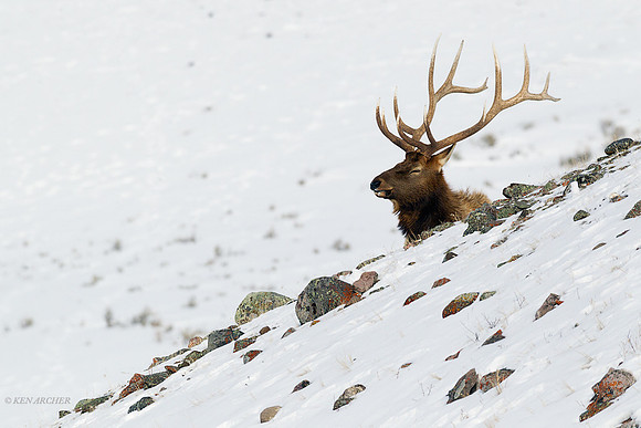 EKWR01278 Rocky Mountain Elk