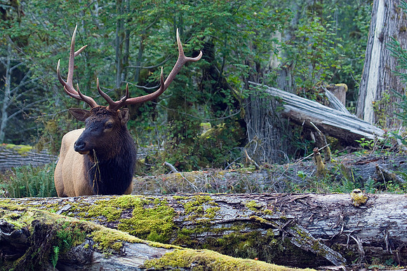 RSEK00174-Roosevelt-Elk