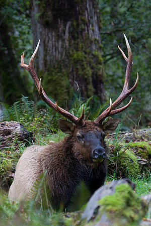 RSEK01714-Roosevelt-Elk