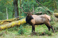 RSEK00157-Roosevelt-Elk