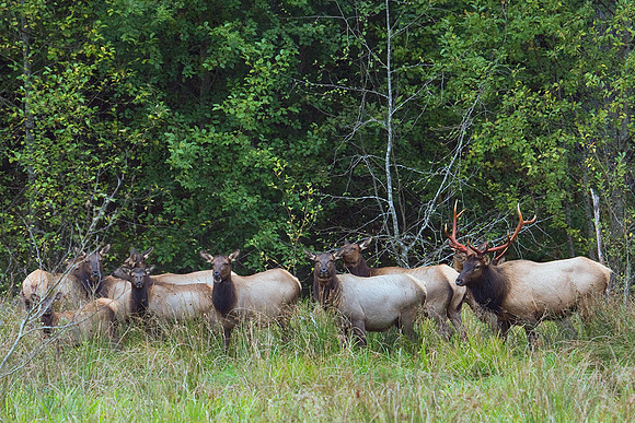 RSEK00460-Roosevelt-Elk