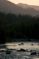 RSEK00316-Roosevelt-Elk