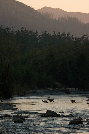 RSEK00316-Roosevelt-Elk