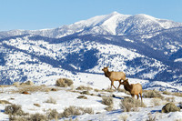 EKWR00934 Rocky Mountain Elk