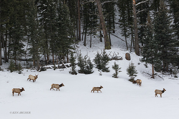 EKWR02669 - Rocky Mountain Elk