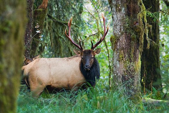 RSEK00417-Roosevelt-Elk