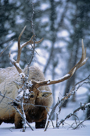 EK020196-Rocky-Mountain-bull-elk
