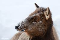 Rocky Mountain Cow Elk