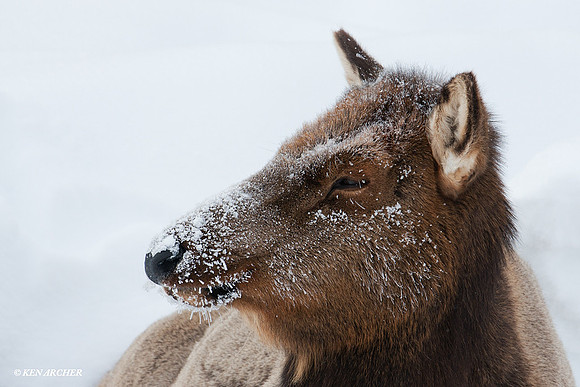 Rocky Mountain Cow Elk