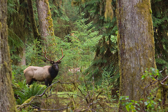 Roosevelt Bull Elk - RSEK00745
