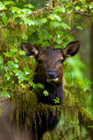 Roosevelt Elk