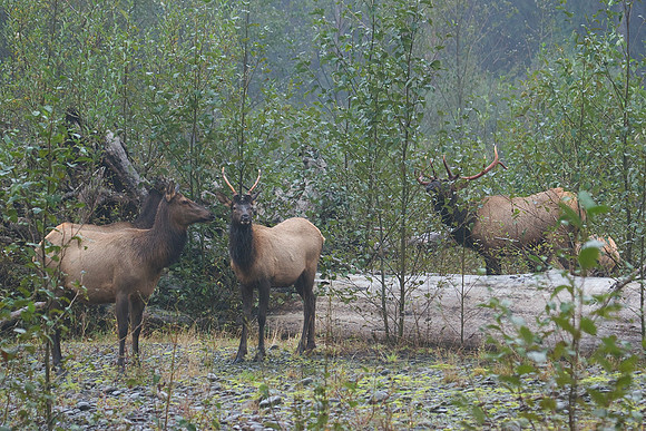 RSEK00615-Roosevelt-Elk