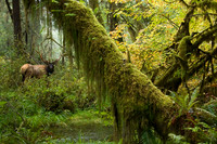 Roosevelt Elk - RSEK00360