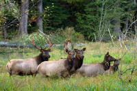 RSEK00959-Roosevelt-Elk