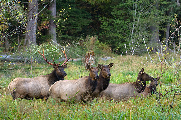 RSEK00959-Roosevelt-Elk