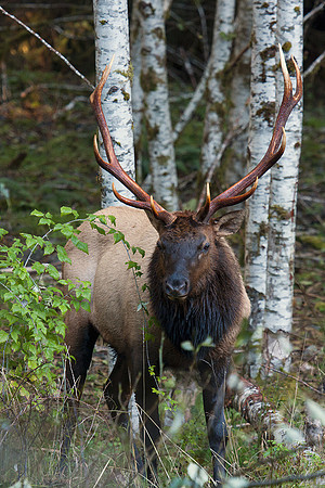 RSEK01575-Roosevelt-Elk