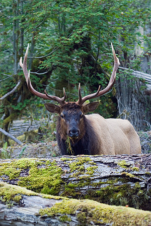 RSEK00164-Roosevelt-Elk