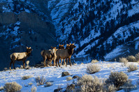 EKWR00919 Rocky Mountain Elk
