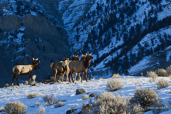 EKWR00919 Rocky Mountain Elk