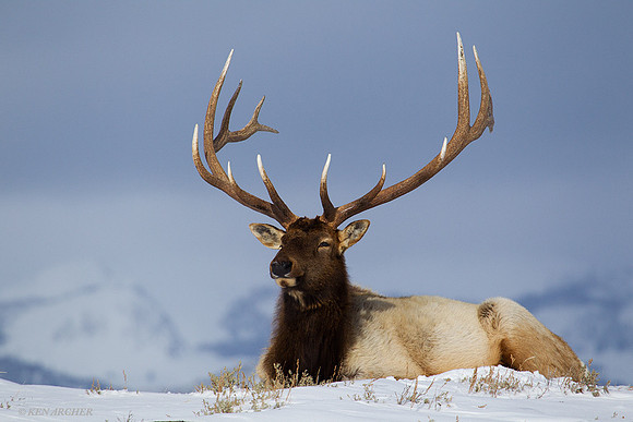 EKWR00101 Rocky Mountain Elk