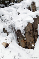 EKWR00412 Rocky Mountain Elk