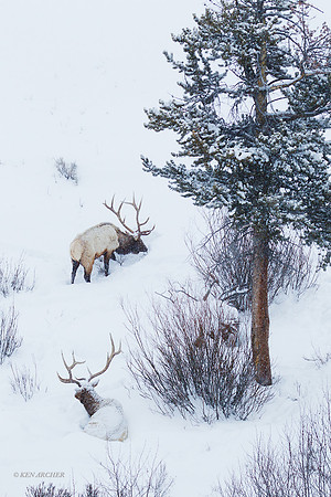 EKWR01507 - Rocky Mountain Elk