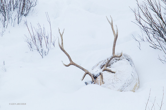 EKWR01462 - Rocky Mountain Elk