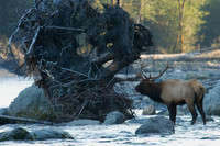 RSEK00258-Roosevelt-Elk