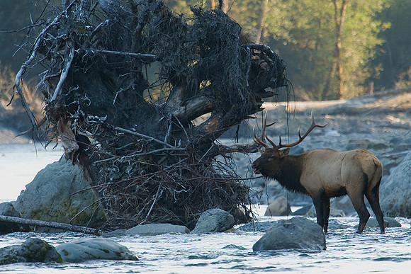 RSEK00258-Roosevelt-Elk