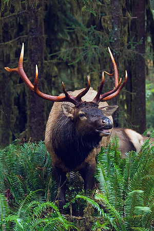 Roosevelt Elk