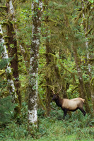 RSEK00112-Roosevelt-Elk