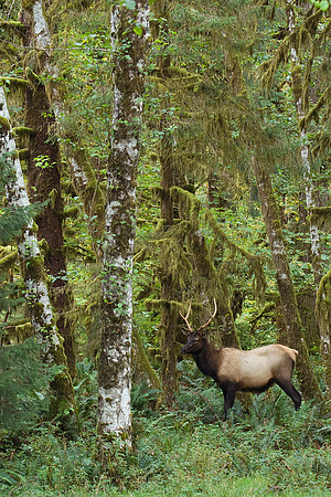 RSEK00112-Roosevelt-Elk