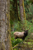 RSEK00756-Roosevelt-Elk