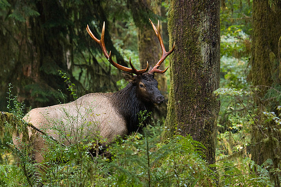 RSEK00853-Roosevelt-Elk