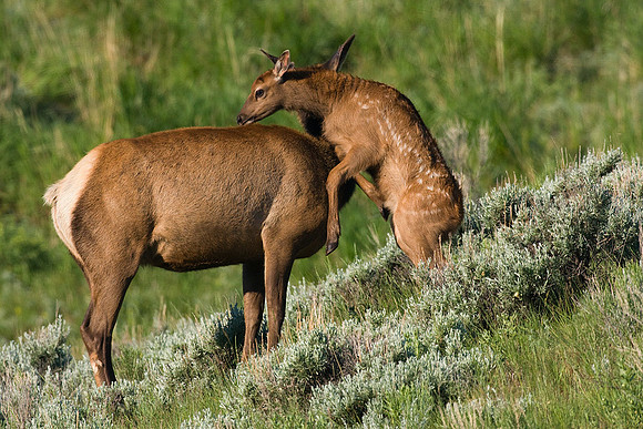 Cow Elk with Calf - RMEK00577