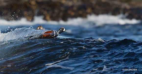 HNDK00163 Harlequin Duck
