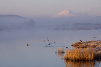 Mount Shasta, Marsh Wetlands Klamath Basin - MASE00105